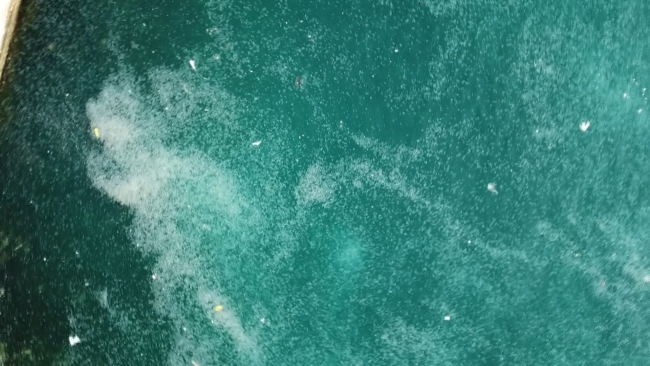 İstanbul Boğazı'nda denizanası istilası: Kıyı şeridi beyaza büründü