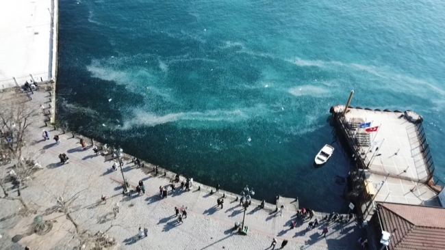 İstanbul Boğazı'nda denizanası istilası: Kıyı şeridi beyaza büründü