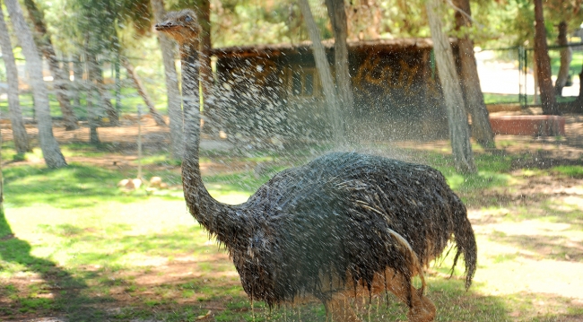 Buzlu kokteyl ile serinliyorlar