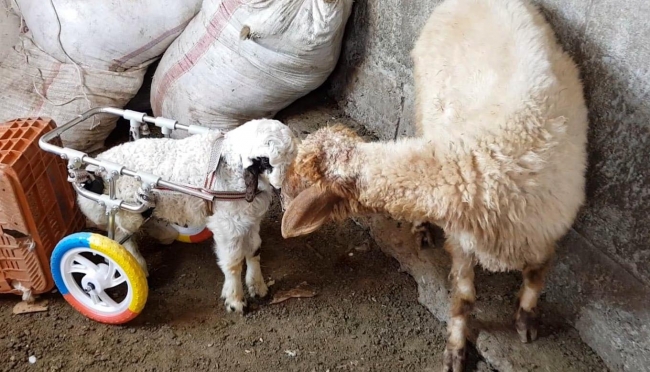 'Hayat tamircisi' Hasan Kızıl bu kez felçli kuzuya yürüteç yaptı