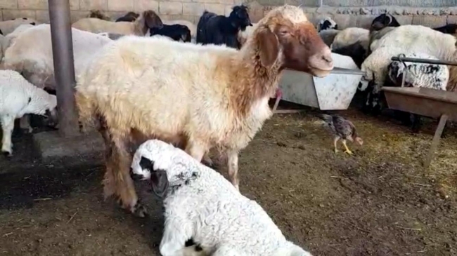 'Hayat tamircisi' Hasan Kızıl bu kez felçli kuzuya yürüteç yaptı