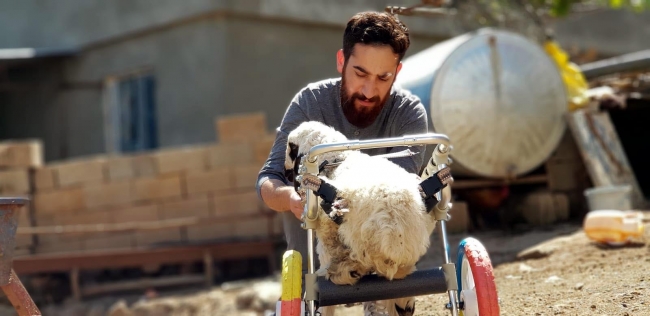 'Hayat tamircisi' Hasan Kızıl bu kez felçli kuzuya yürüteç yaptı