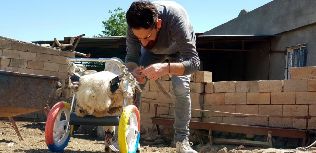 'Hayat tamircisi' Hasan Kızıl bu kez felçli kuzuya yürüteç yaptı