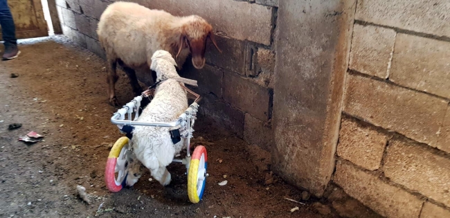 'Hayat tamircisi' Hasan Kızıl bu kez felçli kuzuya yürüteç yaptı