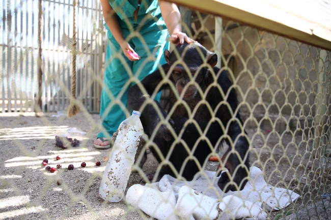 Sıcaktan bunalan hayvanlar böyle serinletildi