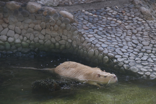 Sıcaktan bunalan hayvanlar böyle serinletildi