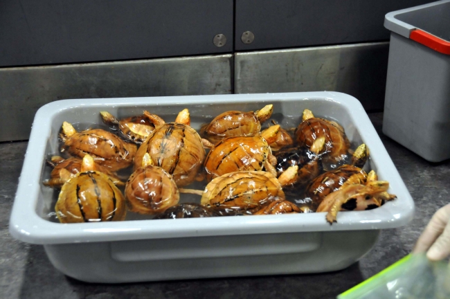 Valizden 9 çeşit canlı hayvan çıktı