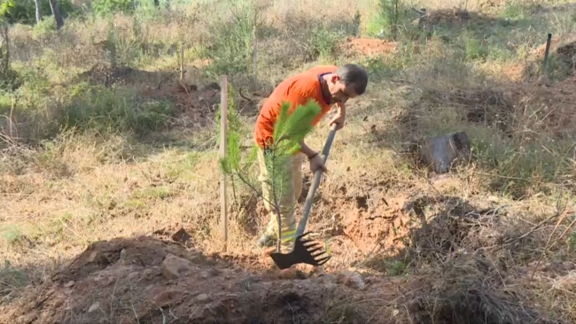 Heybeliada yeniden yeşilleniyor