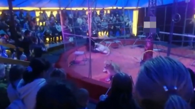 Rusya'da sirkteki aslan eğitmene saldırdı