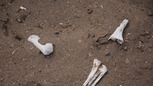 "Dünyanın en eski mumyaları Mısır'da değil Şili'de bulundu"