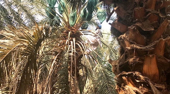 Türk hacıların vazgeçilmezi Medine hurması