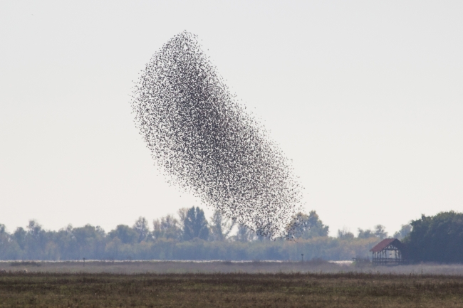 Sığırcık kuşları neden sürü halinde uçar?