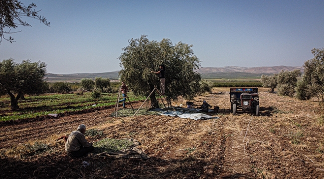 İdlib’de zeytin zamanı