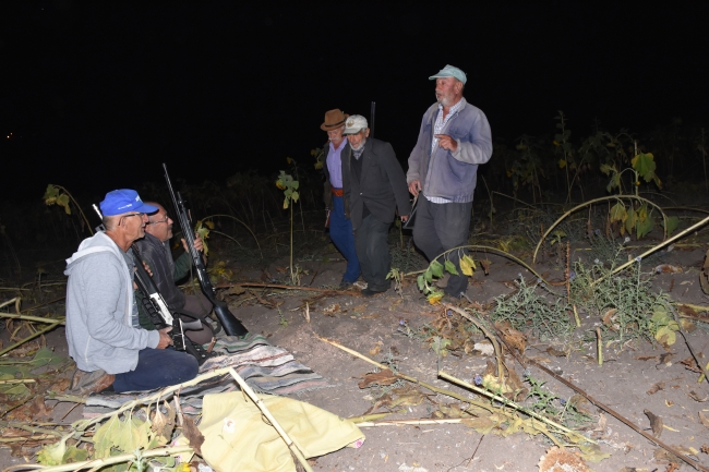 Köyün ihtiyarları domuz nöbetinde