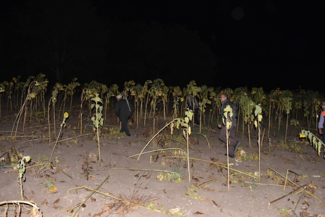 Köyün ihtiyarları domuz nöbetinde