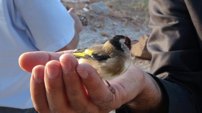Biri kafese, biri meze tabağına giriyor