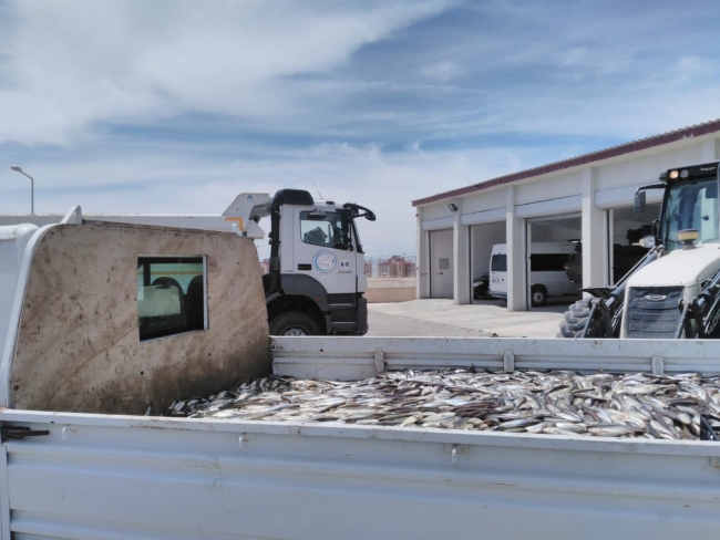 İnci kefali kaçakçılarına göz açtırılmıyor: 8,5 ton ele geçirildi