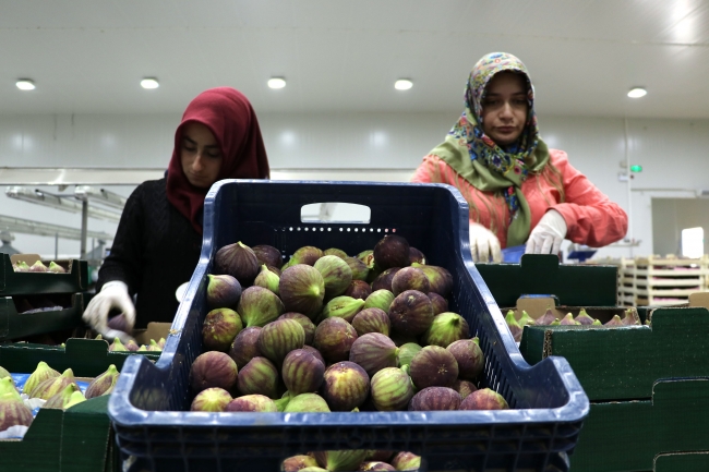 İncir ihracatı hava kargoyla ikiye katlandı