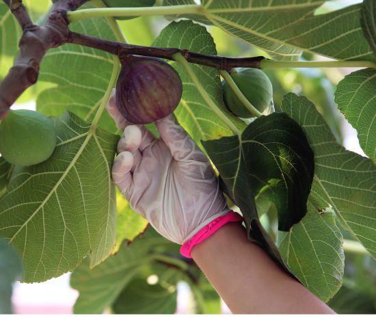 İncir üreticisi Erdoğan-Putin görüşmesinden umutlu