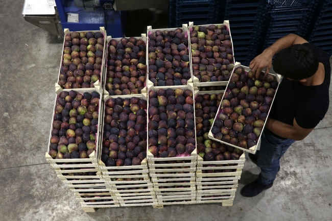 İncir ihracatı hava kargoyla ikiye katlandı