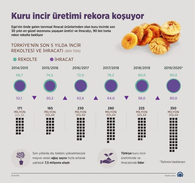 Kuru incir üretimi rekora koşuyor