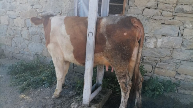 Bayburt'ta elektrik direğine sıkışan inek kurtarıldı