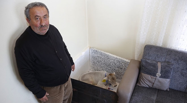 Prematüre buzağı 'Ümitcan'ı evinde besliyor