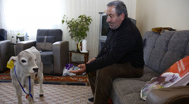 Prematüre buzağı 'Ümitcan'ı evinde besliyor