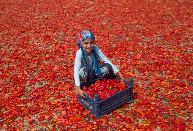 Tarladan sofraya isotun "acı" yolculuğu