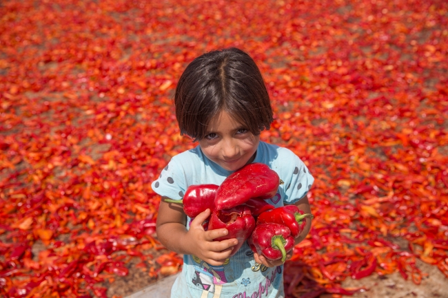 Tarladan sofraya isotun "acı" yolculuğu