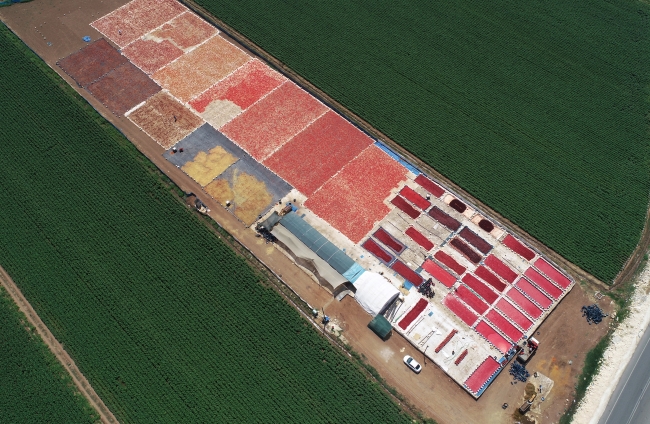 Tarladan sofraya isotun "acı" yolculuğu