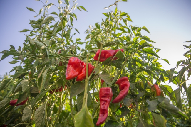 İsotun uzun ve zahmetli yolculuğu