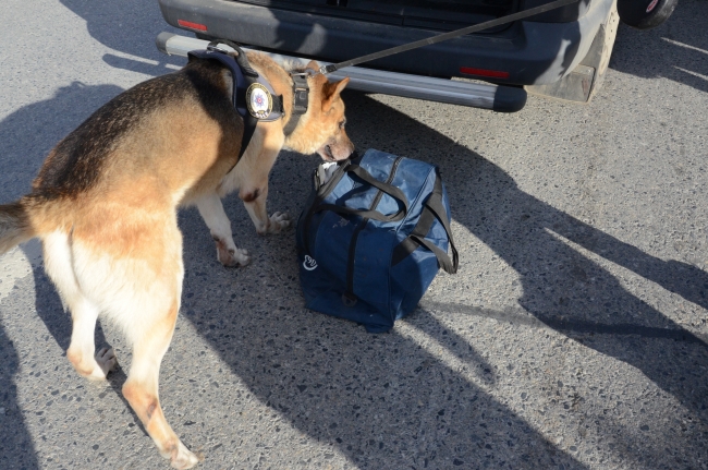 İstanbul'da 120 noktada bin 500 polisin katılımıyla "Kurt Kapanı-11 operasyonu"