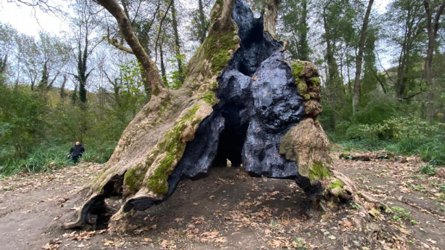 İstanbul'un en yaşlı ağacı 1300 yaşında