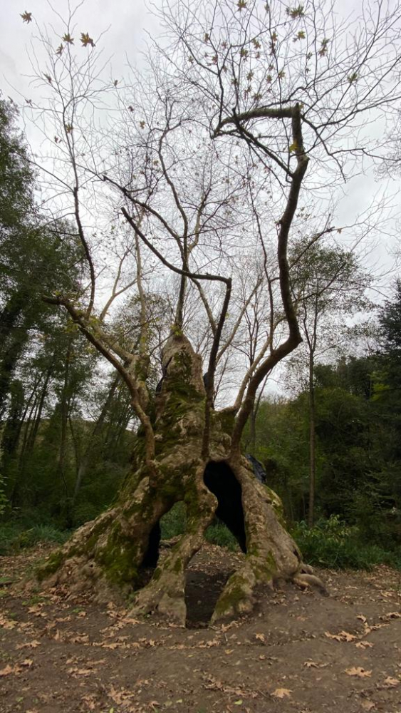 İstanbul'un en yaşlı ağacı 1300 yaşında