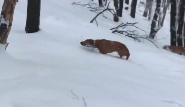 Avrupa'da Sibirya soğukları etkili oluyor