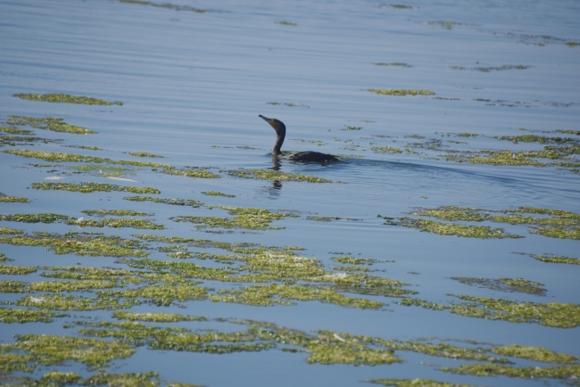 İzmir'de deniz yeşile büründü