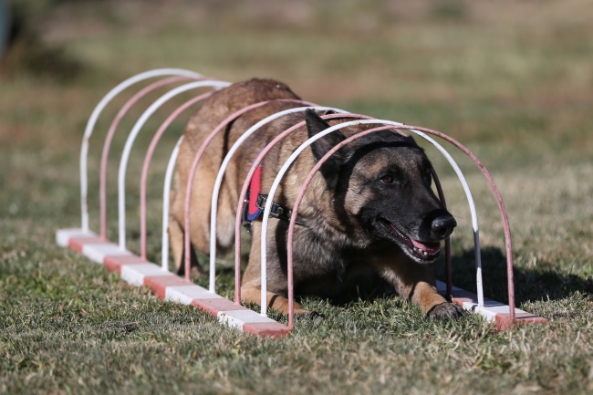 Jandarmanın 'hassas burunları'na JAKEM'de zorlu eğitim