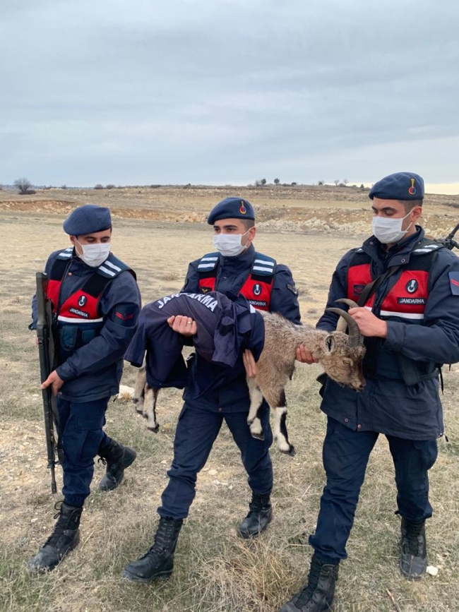 Yavru yaban keçisini montla soğuktan korudular