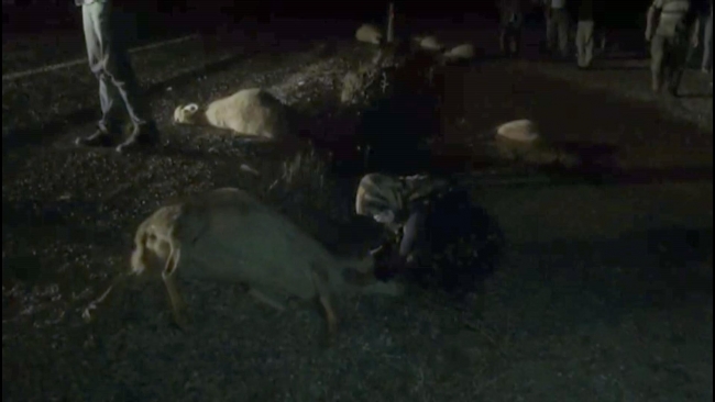 Kazada telef olan hayvanlarına sarılarak gözyaşı döktü