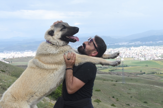 Kangal köpeklerini uluslararası festivale hazırlıyorlar