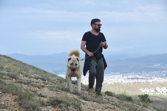 Kangal köpeklerini uluslararası festivale hazırlıyorlar
