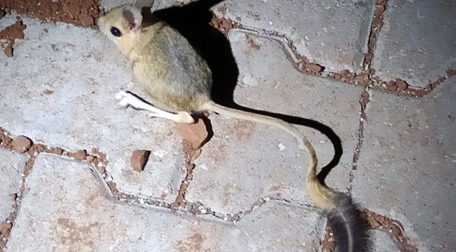Kanguru faresi Adıyaman'da görüntülendi