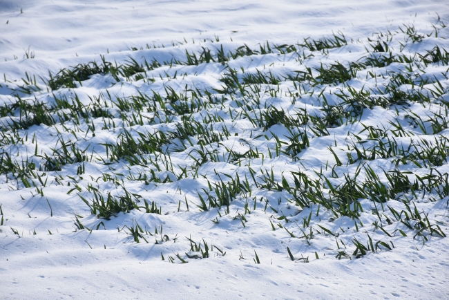 Edirne'de yağan kar buğday üreticisini sevindirdi