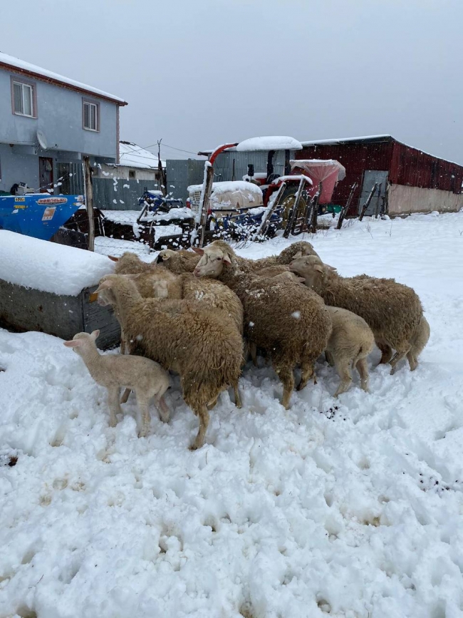 Çatısı çöken ahırdaki koyunları zabıta kurtardı