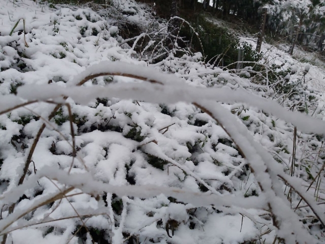 Fotoğraf: TRT Haber