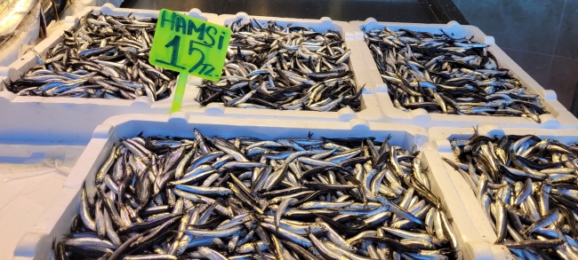 Karadeniz'de hamsi bolluğu: Fiyat yarı yarıya düştü