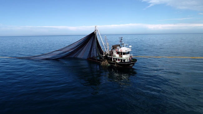 Karadenizli balıkçıların tezgahı hamsiyle doluyor