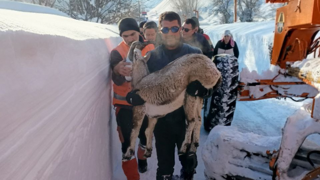 Tunceli'de karda mahsur kalan yaban keçisi kurtarıldı