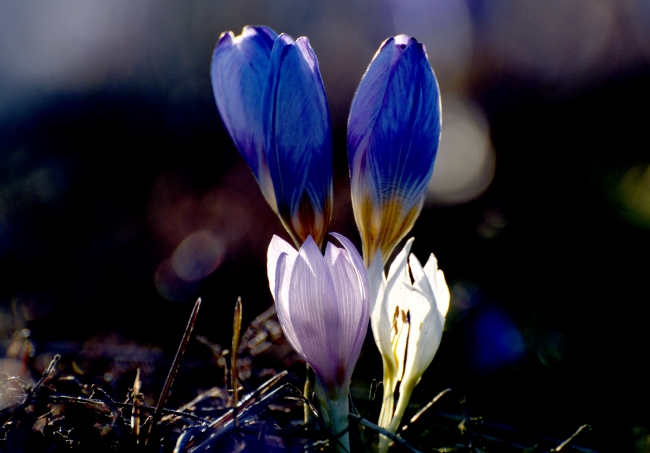 Çiğdem ve kardelenler bahara "merhaba" dedi